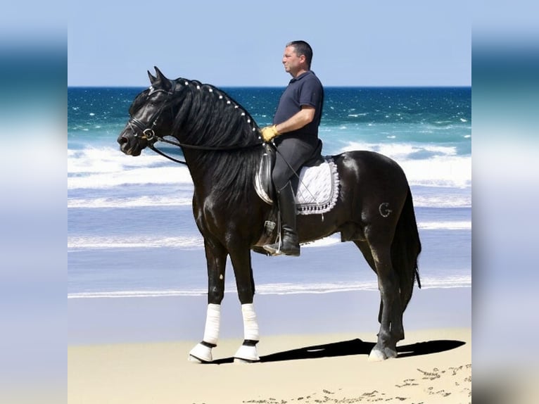 PRE Croisé Étalon 5 Ans 164 cm Noir in Jerez