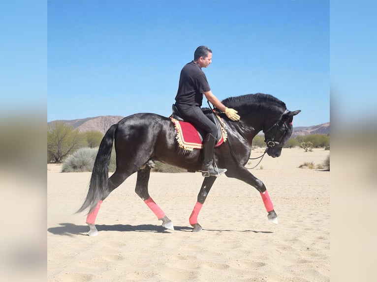 PRE Croisé Étalon 5 Ans 164 cm Noir in Jerez