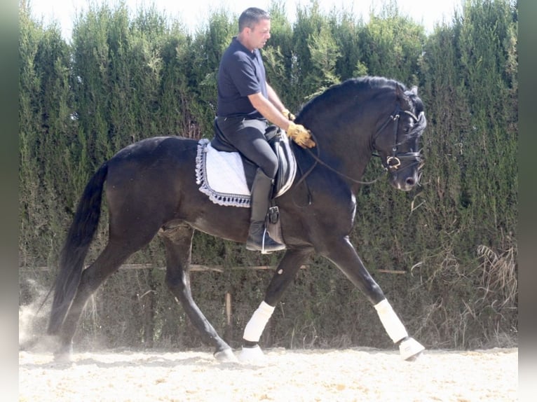 PRE Croisé Étalon 5 Ans 164 cm Noir in Jerez