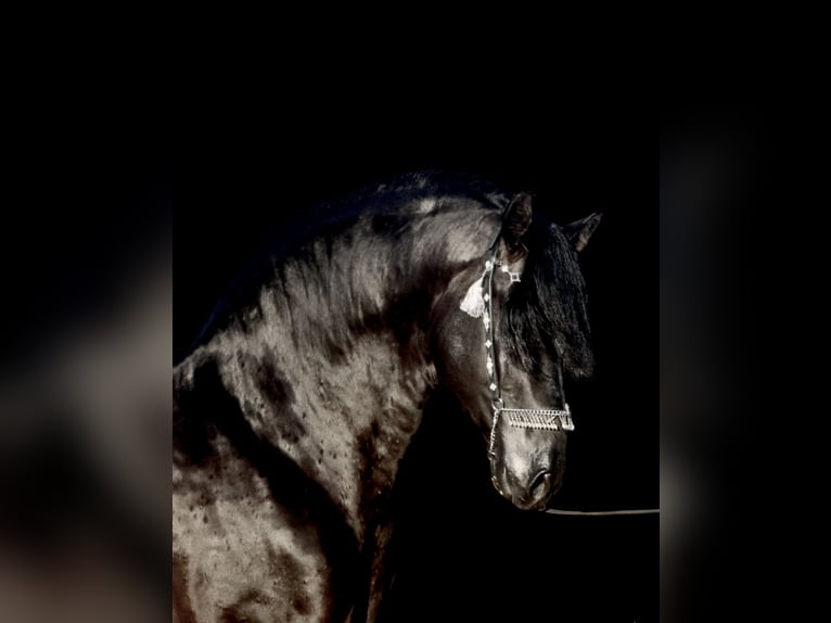 PRE Croisé Étalon 5 Ans 164 cm Noir in Jerez