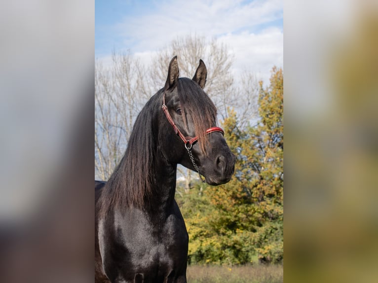 PRE Croisé Étalon 5 Ans 164 cm Noir in CAUMONT