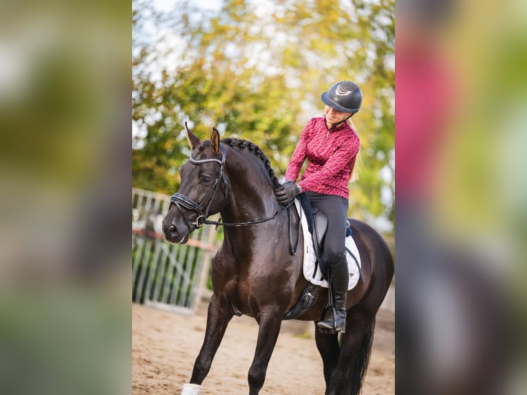 PRE Étalon 5 Ans 164 cm Noir in Poeldijk