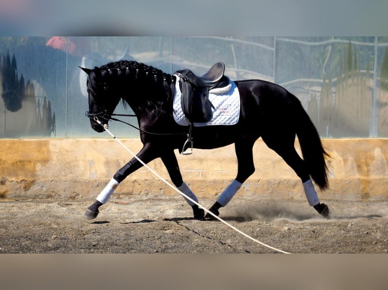 PRE Croisé Étalon 5 Ans 164 cm Noir in NAVAS DEL MADRONO