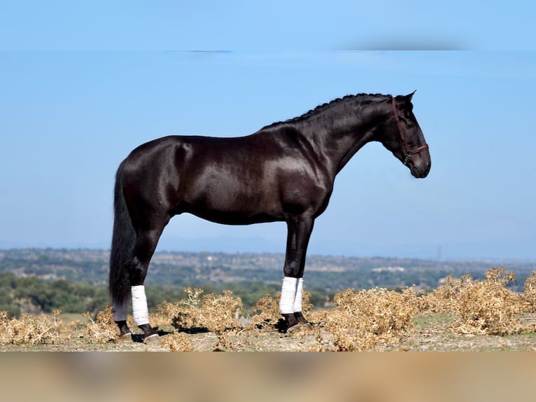 PRE Croisé Étalon 5 Ans 164 cm Noir in NAVAS DEL MADRONO