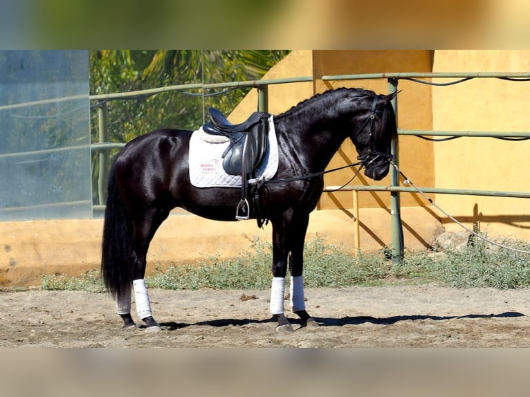 PRE Croisé Étalon 5 Ans 164 cm Noir in NAVAS DEL MADRONO