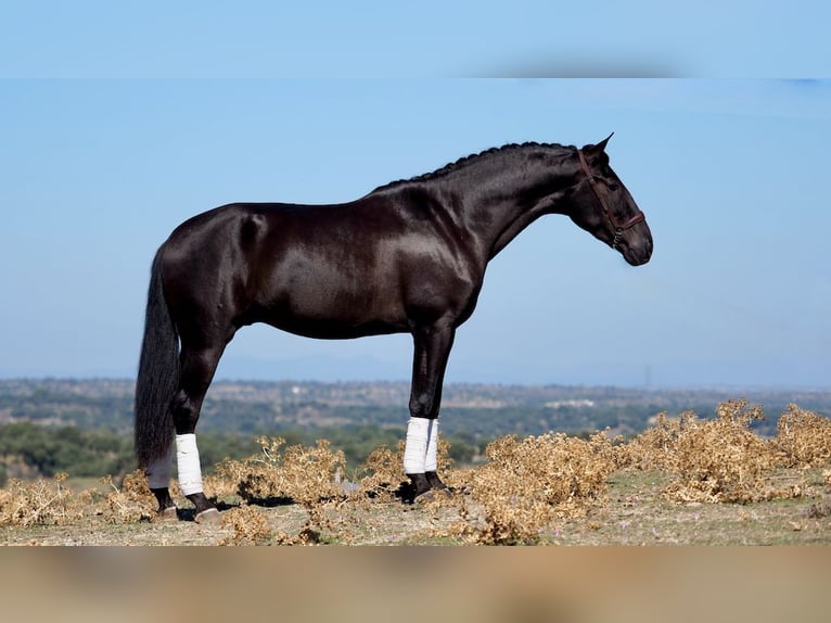 PRE Croisé Étalon 5 Ans 164 cm Noir in NAVAS DEL MADRONO