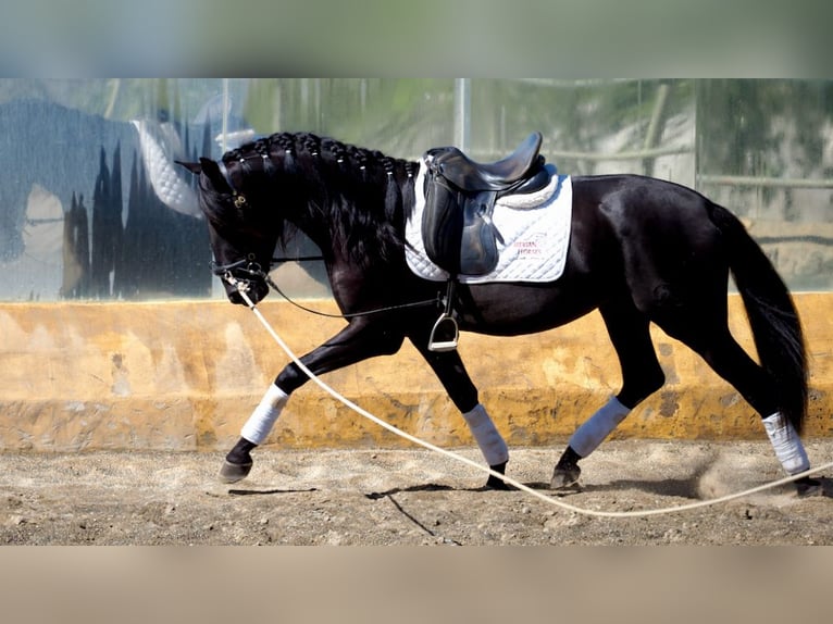 PRE Croisé Étalon 5 Ans 164 cm Noir in NAVAS DEL MADRONO