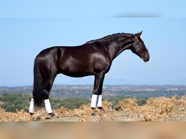 PRE Croisé Étalon 5 Ans 164 cm Noir in NAVAS DEL MADRONO