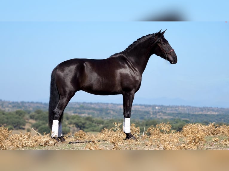 PRE Croisé Étalon 5 Ans 164 cm Noir in NAVAS DEL MADRONO