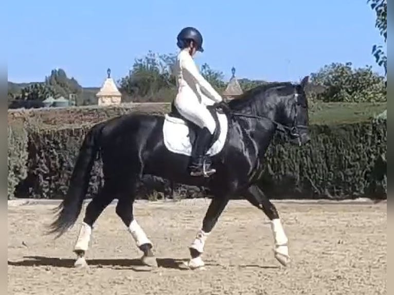 PRE Croisé Étalon 5 Ans 164 cm Noir in Huelva