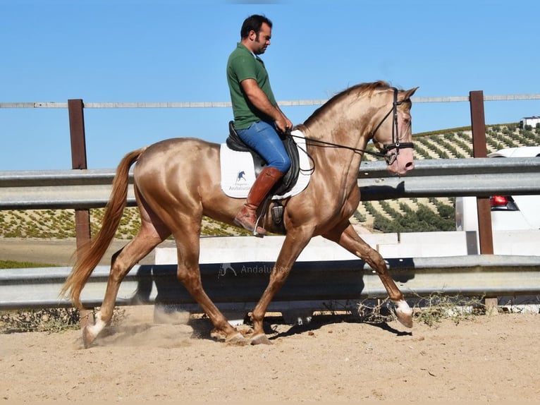PRE Étalon 5 Ans 164 cm Perle in Provinz Cordoba