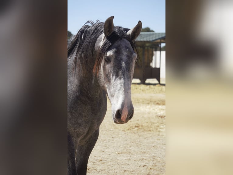 PRE Croisé Étalon 5 Ans 164 cm Rouan bleu in Barcelona