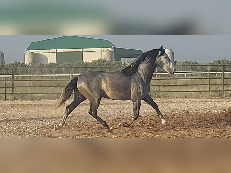 PRE Croisé Étalon 5 Ans 164 cm Rouan bleu in Barcelona