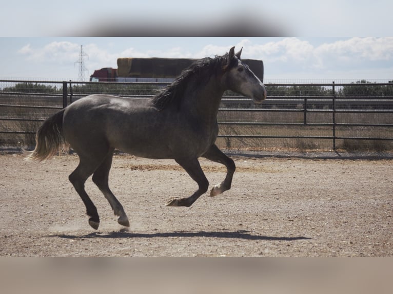 PRE Croisé Étalon 5 Ans 164 cm Rouan bleu in Barcelona