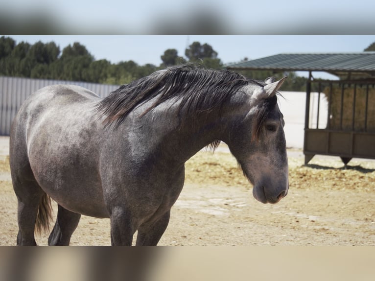 PRE Croisé Étalon 5 Ans 164 cm Rouan bleu in Barcelona