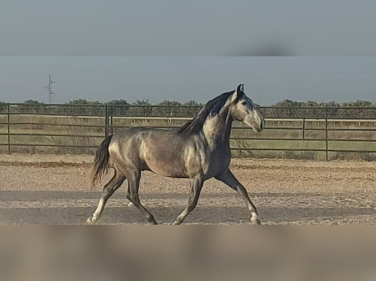 PRE Croisé Étalon 5 Ans 164 cm Rouan bleu in Barcelona