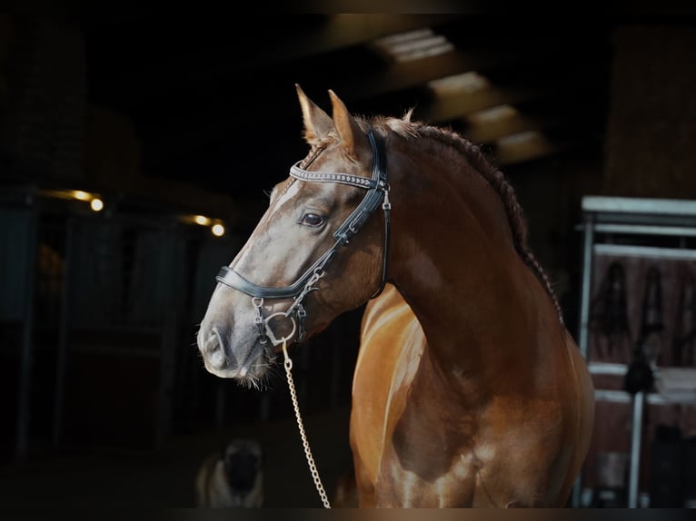 PRE Croisé Étalon 5 Ans 165 cm Alezan brûlé in HEUVELLAND