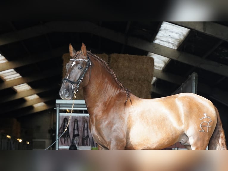 PRE Croisé Étalon 5 Ans 165 cm Alezan brûlé in HEUVELLAND