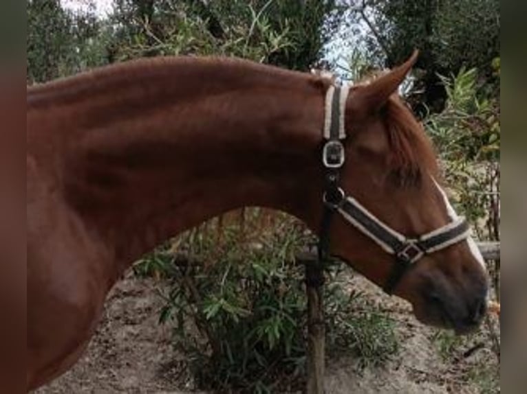 PRE Croisé Étalon 5 Ans 165 cm Alezan brûlé in Sevilla