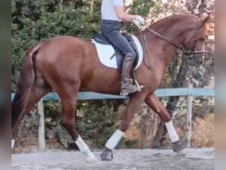 PRE Croisé Étalon 5 Ans 165 cm Alezan brûlé in Sevilla