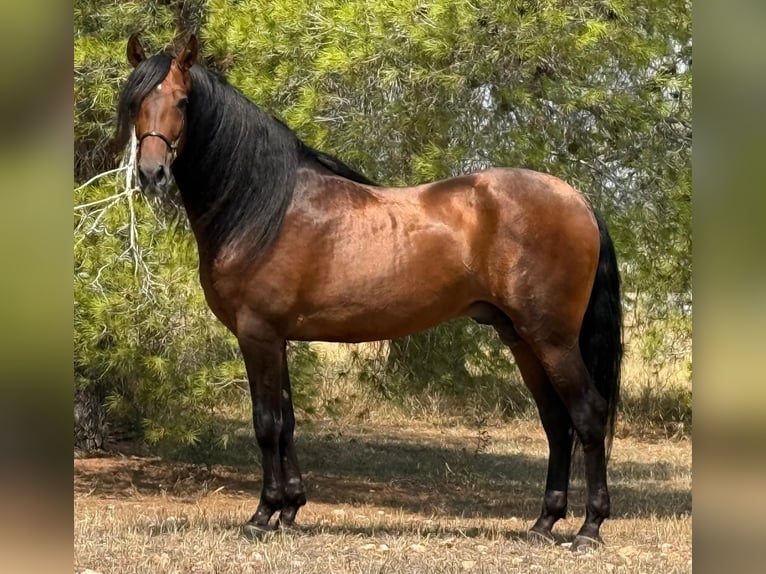 PRE Croisé Étalon 5 Ans 165 cm Bai brun in Martfeld