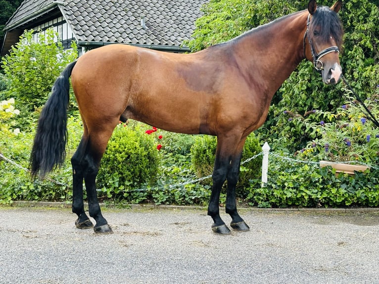 PRE Croisé Étalon 5 Ans 165 cm Bai brun in HassendorfSottrum