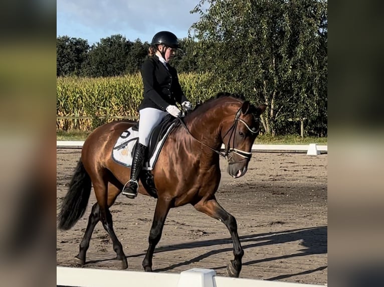 PRE Croisé Étalon 5 Ans 165 cm Bai brun in HassendorfSottrum