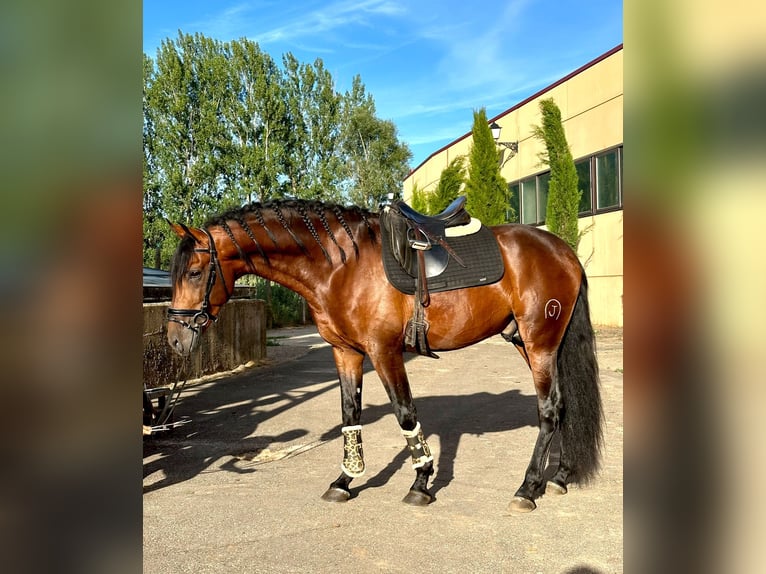 PRE Étalon 5 Ans 165 cm Bai cerise in Madrid