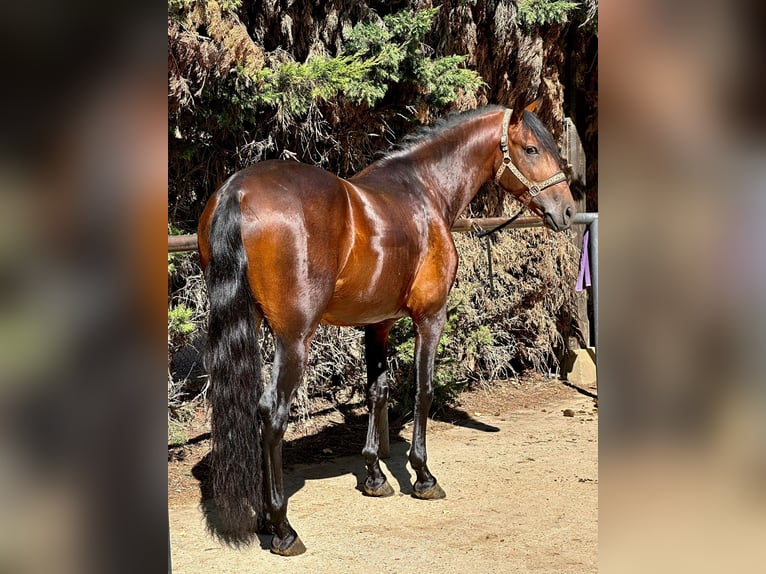 PRE Étalon 5 Ans 165 cm Bai cerise in Madrid