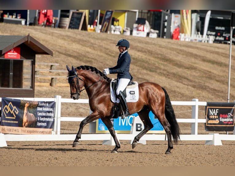PRE Croisé Étalon 5 Ans 165 cm Bai cerise in Cambridgeshire PRE Croisé Étalon 5 Ans 165 cm Bai cerise in Cambridgeshire