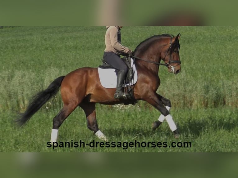 PRE Croisé Étalon 5 Ans 165 cm Bai in Barcelona