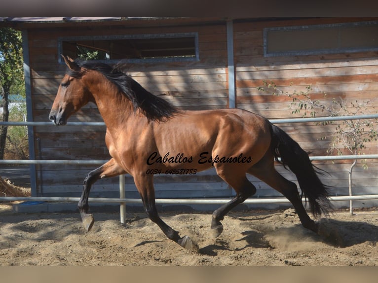 PRE Étalon 5 Ans 165 cm Bai in Vejer de la Frontera