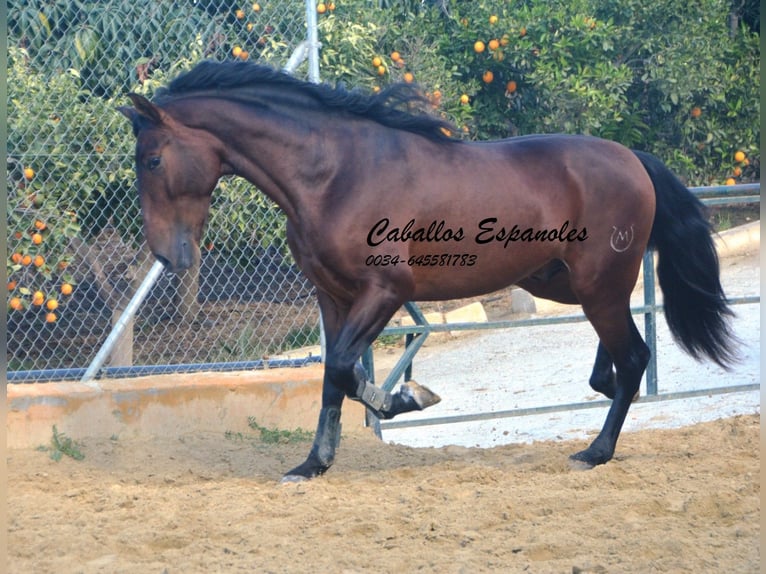 PRE Étalon 5 Ans 165 cm Bai in Vejer de la Frontera