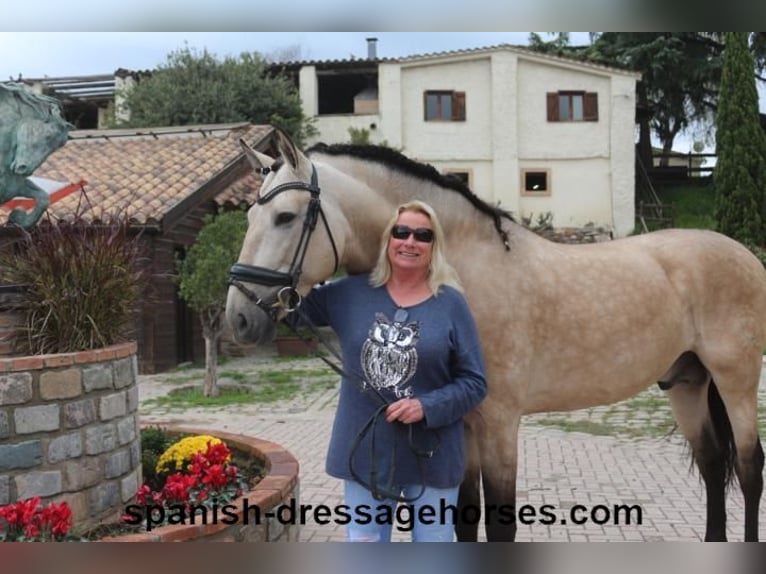 PRE Étalon 5 Ans 165 cm Buckskin in Barcelona