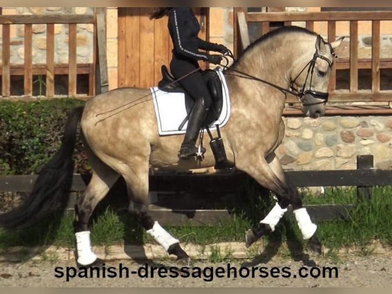 PRE Étalon 5 Ans 165 cm Buckskin in Barcelona