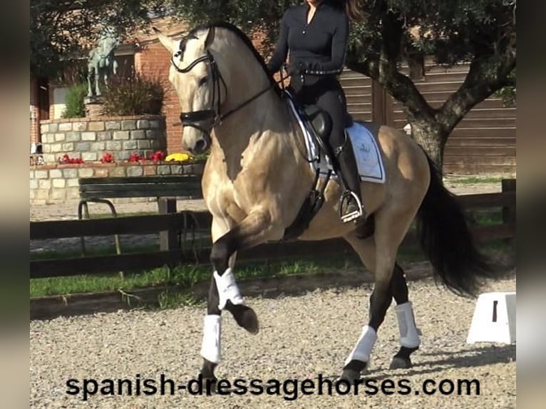 PRE Étalon 5 Ans 165 cm Buckskin in Barcelona