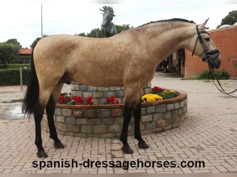 PRE Étalon 5 Ans 165 cm Buckskin in Barcelona