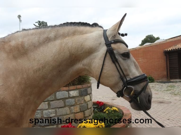 PRE Étalon 5 Ans 165 cm Buckskin in Barcelona