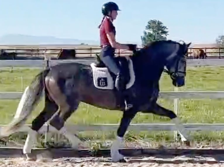 PRE Croisé Étalon 5 Ans 165 cm Gris in Navas Del Madroño