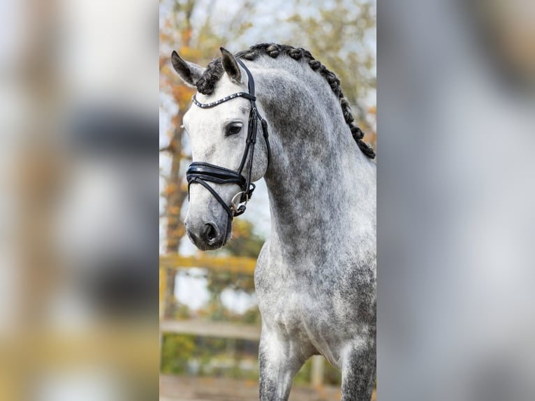 PRE Croisé Étalon 5 Ans 165 cm Gris in Sm