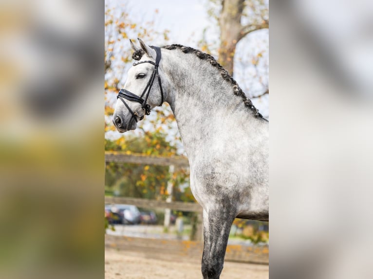 PRE Croisé Étalon 5 Ans 165 cm Gris in Sm