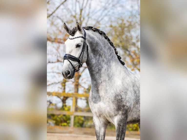 PRE Croisé Étalon 5 Ans 165 cm Gris in Sm