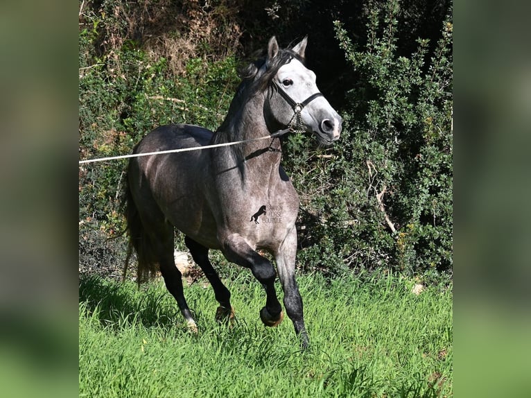 PRE Croisé Étalon 5 Ans 165 cm Gris in Menorca