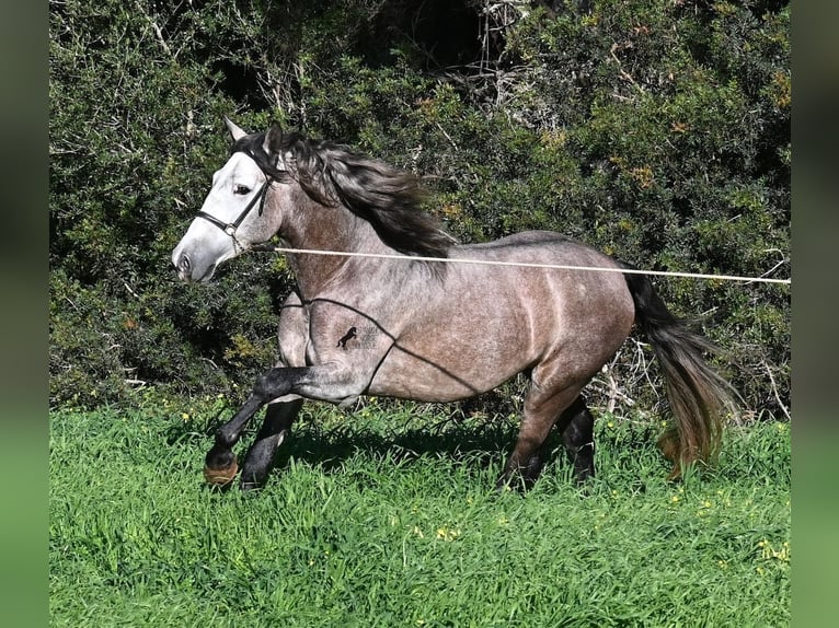 PRE Croisé Étalon 5 Ans 165 cm Gris in Menorca