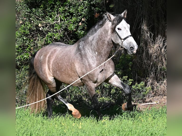 PRE Croisé Étalon 5 Ans 165 cm Gris in Menorca