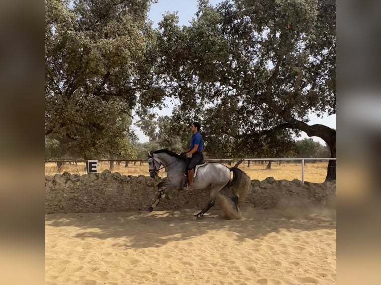 PRE Croisé Étalon 5 Ans 165 cm Gris in Villanueva De Córdoba