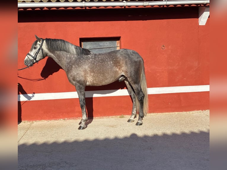 PRE Étalon 5 Ans 165 cm Gris in Ventosa Del Rio Almar