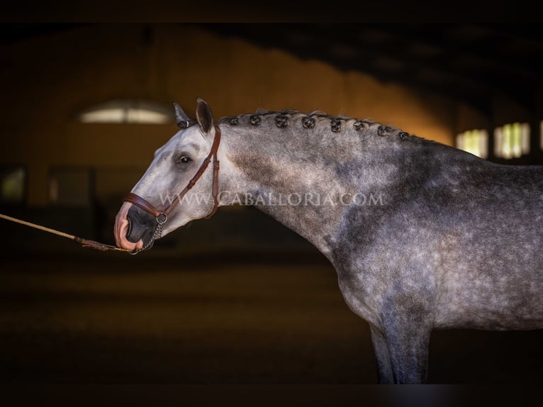 PRE Étalon 5 Ans 165 cm Gris pommelé in Rafelguaraf