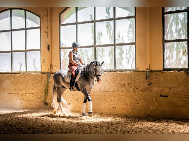 PRE Étalon 5 Ans 165 cm Gris pommelé in Rafelguaraf