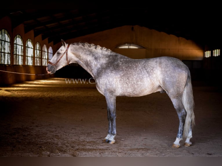 PRE Étalon 5 Ans 165 cm Gris pommelé in Rafelguaraf